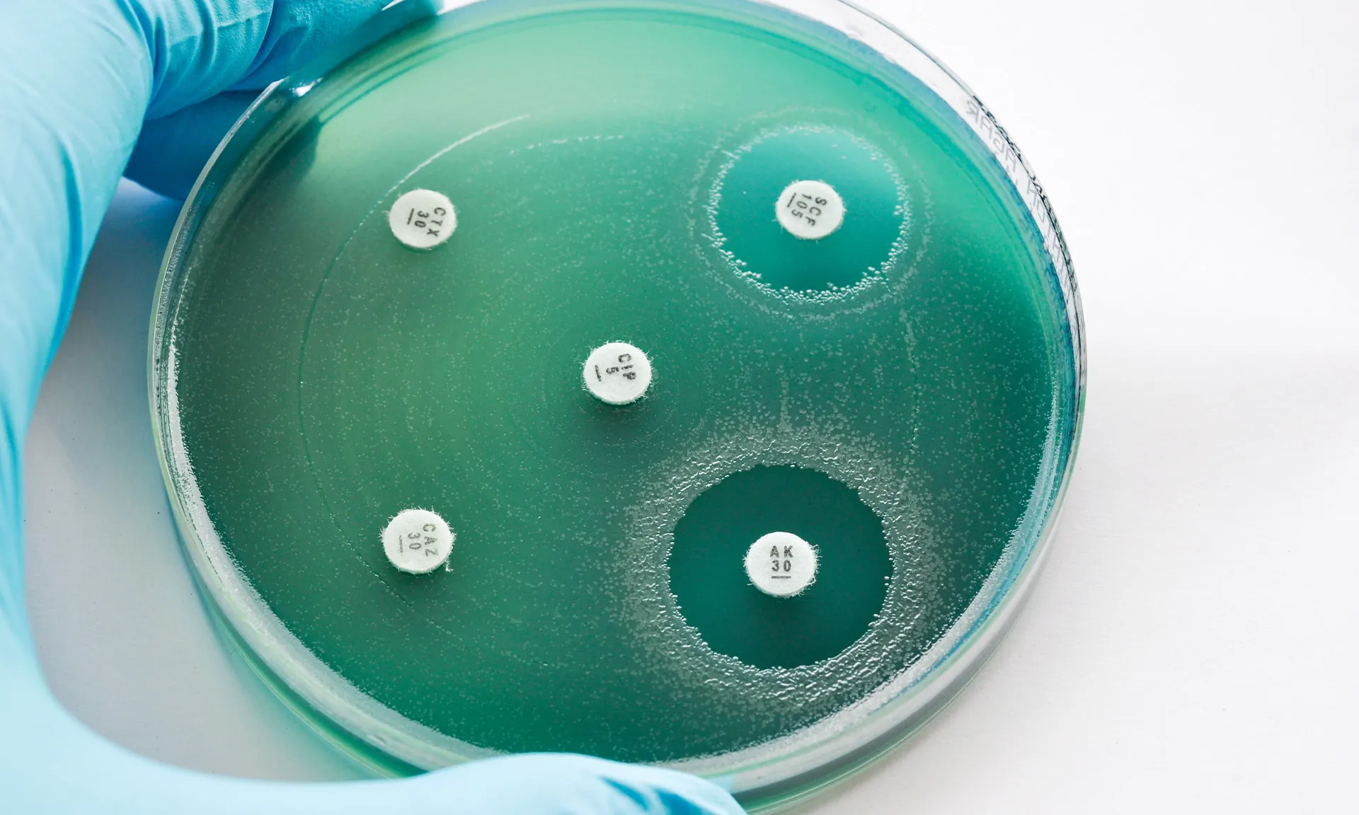 A photo of a petri dish with antimicrobials placed in the dish containing green substance. Gloved finger and thumb can just been seen to the edge of the picture holding the petri dish.