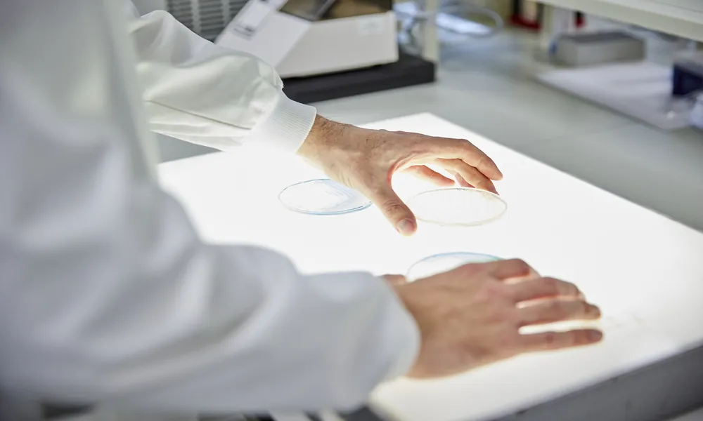 A photo of a workbench with a light box on it. The light box has petri dishes on it with a scientist wearing a white lab coat hands holding the dishes.